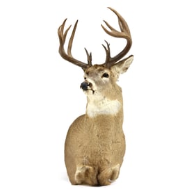 White-Tailed Deer Shoulder Mount Taxidermy