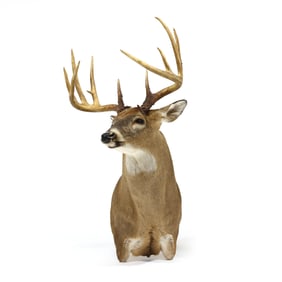 White-Tailed Deer Shoulder Mount Taxidermy