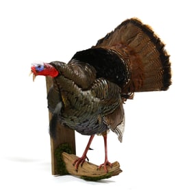Gobbling Turkey on Roost Taxidermy