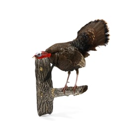 Roosting Turkey Taxidermy