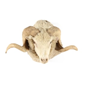Ram Head Mount Taxidermy