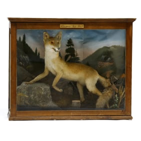 Antique European Red Fox In Glass Curio Display Case