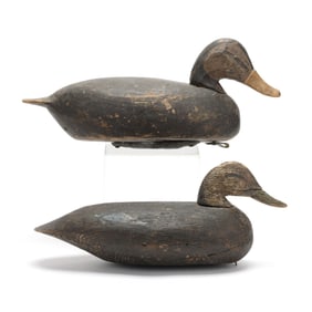 Two Chincoteague Black Ducks