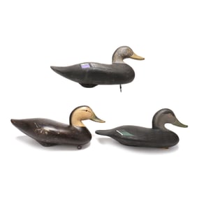 Three Upper Back Bay Black Ducks