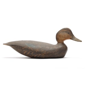 Early Crisfield Black Duck