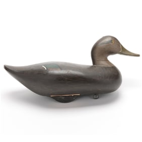 Madison Mitchell (MD, 1901-1993), Black Duck