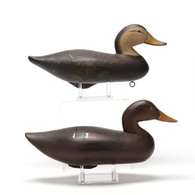 Two Black Maryland Ducks