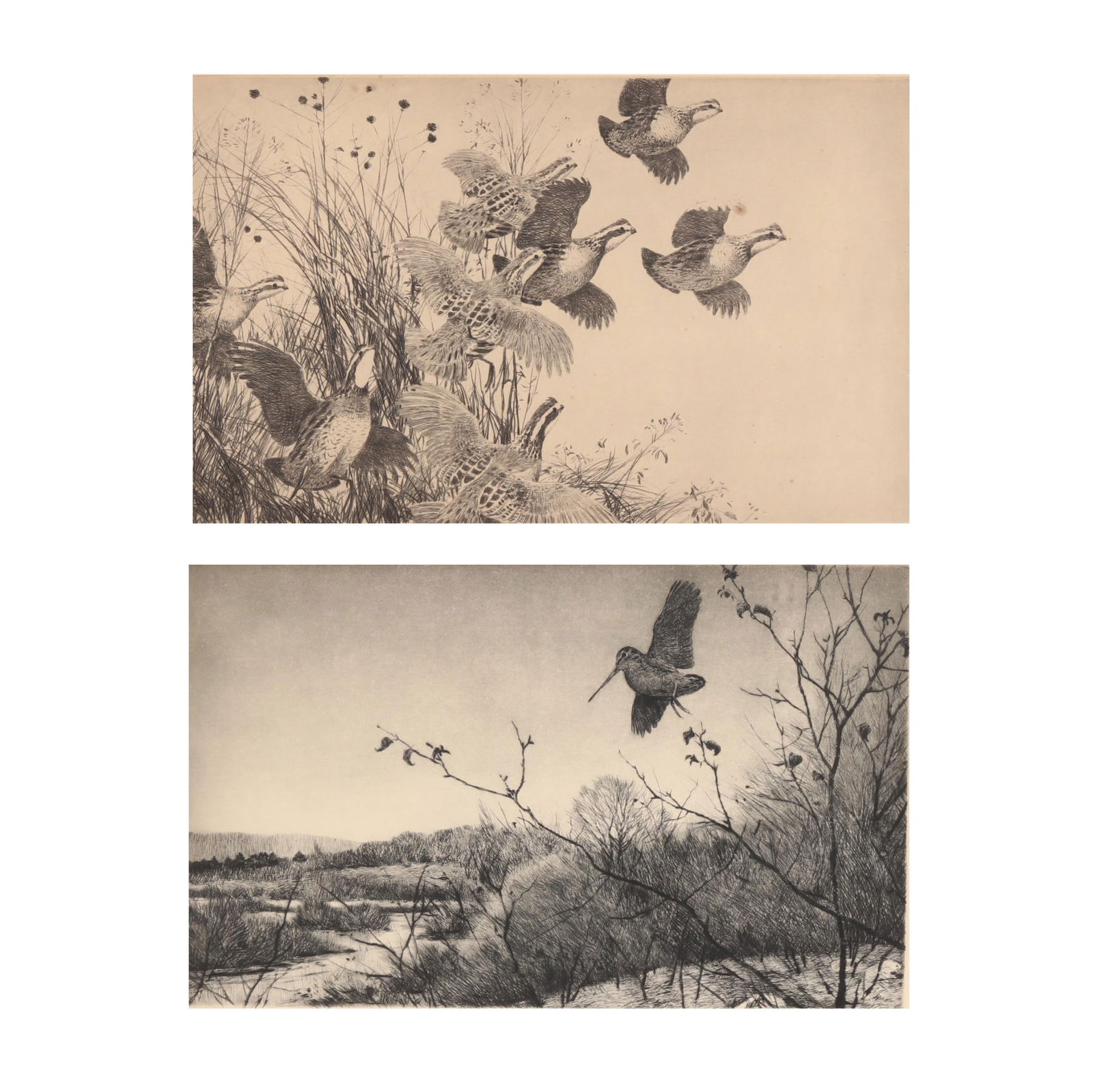 Aiden Lassell Ripley (American, 1896-1969),  Covey of Quail / Lone Woodcock  (Two Works) (1 of 12)