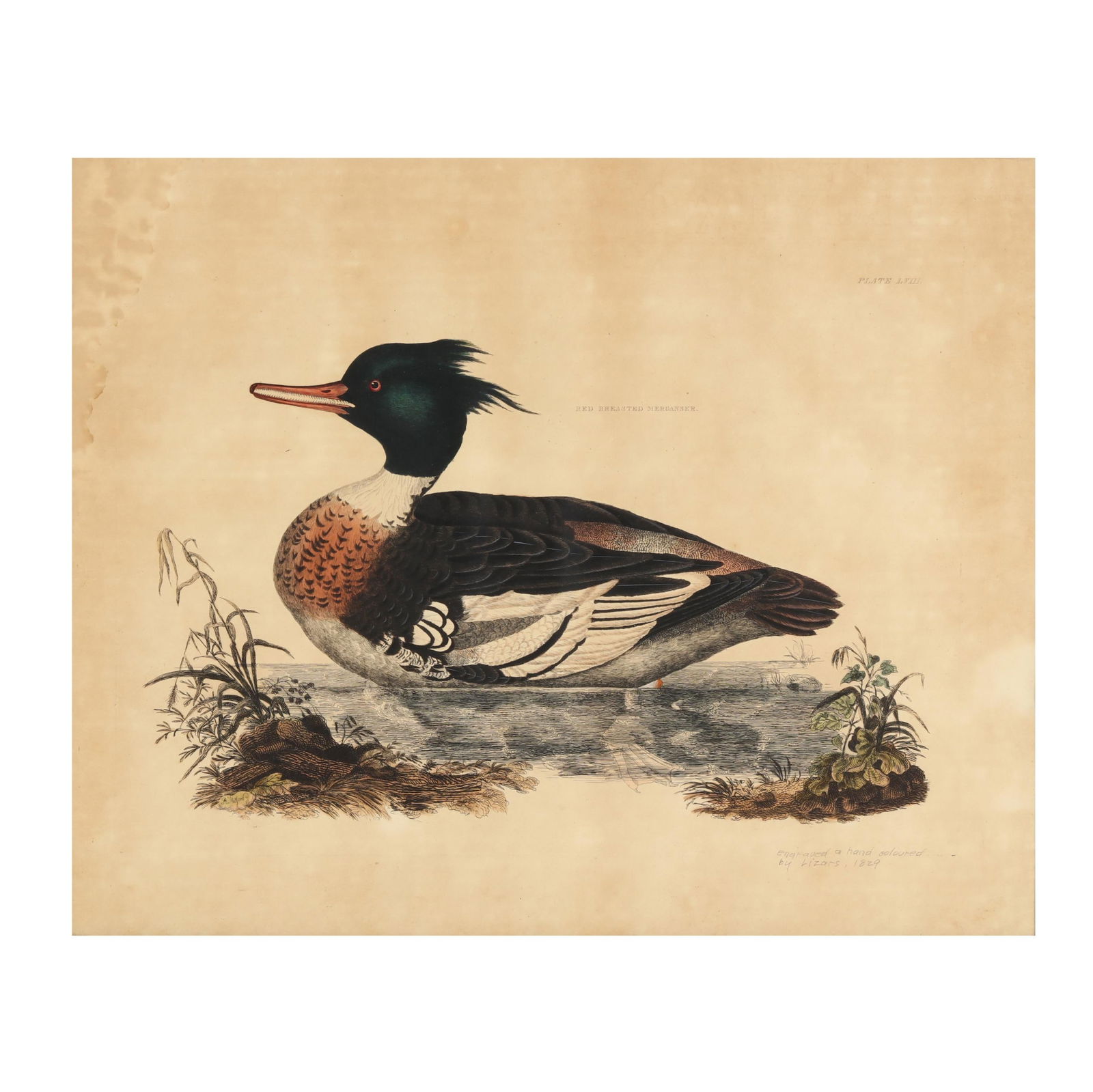 Prideaux John Selby (British, 1788-1867),  Red-breasted Merganser (1 of 8)