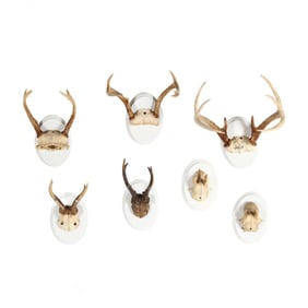 A Group of Seven Antler Mounts