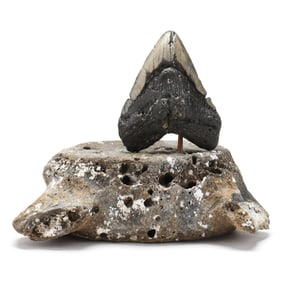 A Massive Megalodon Tooth on an Impressive Custom Base