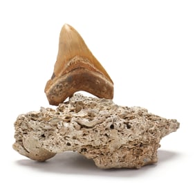 A Uniquely Colorful North Carolina Megalodon Tooth With Serrations