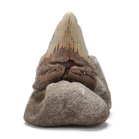 A Colorful Megalodon Tooth on a Natural Base