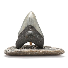 A North Carolina Megalodon Tooth on a Fossilized Base