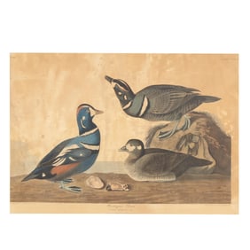 John James Audubon (American, 1785–1851), Harlequin Duck , Havell Edition