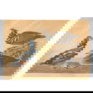 John James Audubon (American, 1785–1851),  Harlequin Duck , Havell Edition: John James Audubon (American, 1785–1851), Harlequin Duck, Havell Editionhand-colored engraving with etching and aquatint, London: Havell, 1827-38, Plate CCXCVII, matted and framed.  Sheet sight 20 x