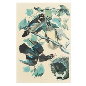 After John James Audubon (American, 1785-1851), Summer or Wood Duck