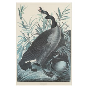 After John James Audubon (American, 1785-1851), Canada Goose