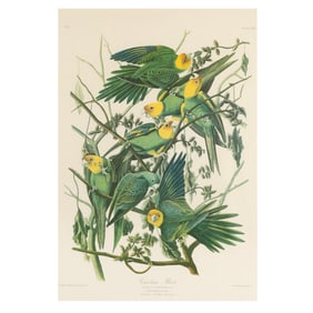 After John James Audubon (American, 1785-1851), Carolina Parrot
