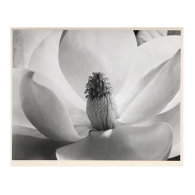 Imogen Cunningham (American, 1883–1976), Magnolia Blossom