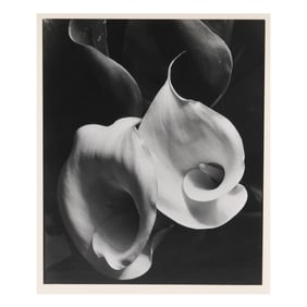 Imogen Cunningham (American, 1883–1976), Two Callas