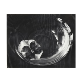 Paul Caponigro (American, 1932-2024), Pansy in Bowl, Kentucky