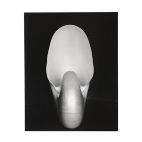 Edward Weston (American, 1886-1958), Nautilus