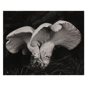 Edward Weston (American, 1886-1958), Toadstool