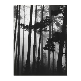 Brett Weston (American, 1911-1993), Monterey Pines in Fog