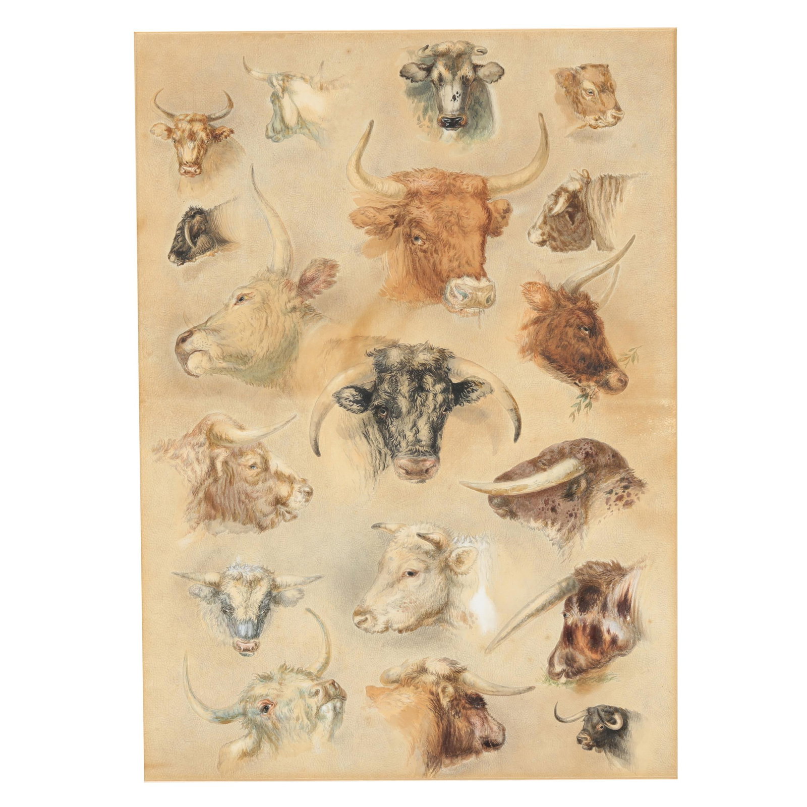 Attributed Robert Hills (British, 1769-1844), Study of Heads of Cows: Attributed Robert Hills (British, 1769-1844), Study of Heads of Cowscirca 1800, unsigned, framed under glass. Frame dimensions 23 1/2 x 18 in. Henry Potts, Northumberland, United Kingdom Private Colle