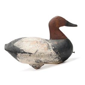Early Currituck Canvasback