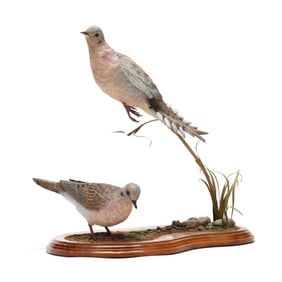 Al Giacoia, Pair of Mourning Doves