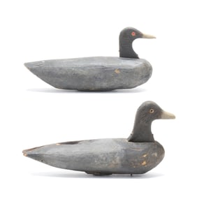 Two Coots from the North Bay Gunning Club