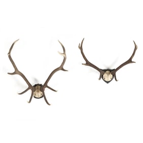 Two European Stag Antler Trophy Mounts