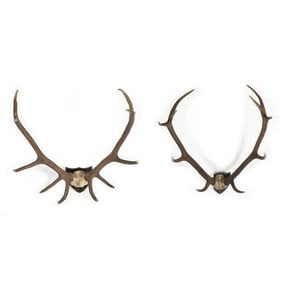 Pair of European Stag Antler Trophy Mounts
