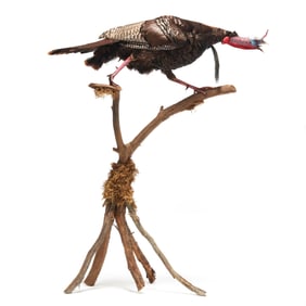 Gobbling Turkey Taxidermy