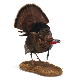 Hissing Turkey Taxidermy