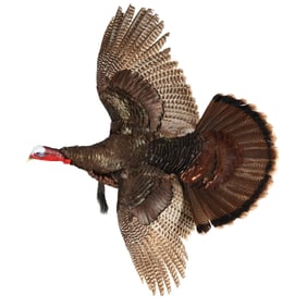 Eastern Flying Turkey Taxidermy