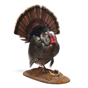 Prideful Turkey Taxidermy