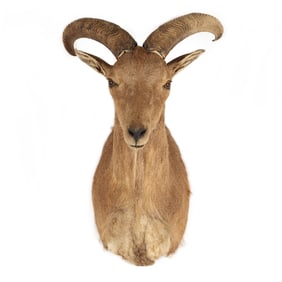 Shoulder Mount Barbary Sheep Taxidermy