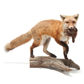 Fox with Quail Taxidermy Mounted on Wood