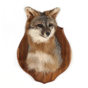 Fox Shoulder Mount Taxidermy