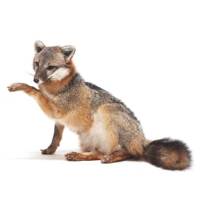Resting Fox Taxidermy