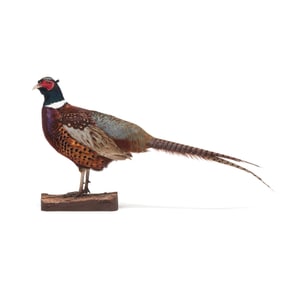 Ring-Necked Pheasant Taxidermy