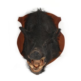 Boar Head Mount Taxidermy