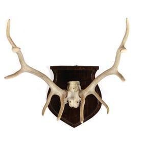 Rocky Mountain Elk Antler Mount