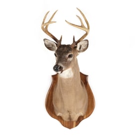White-Tailed Deer Shoulder Mount Taxidermy