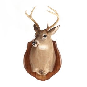 White-Tailed Deer Shoulder Mount Taxidermy