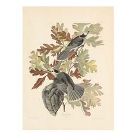 John James Audubon (American, 1785–1851), Canada Jay , Havell Edition