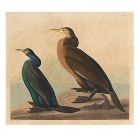 John James Audubon (American, 1785–1851), Violet-Green Cormorant and Townsend's Cormorant ,